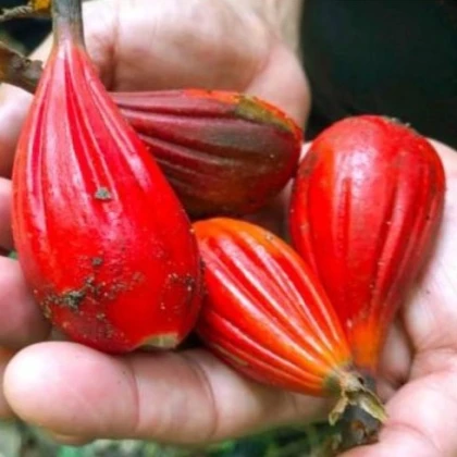 Aframom Rýhovaný - Aframomum sulcatum - semena aframomu - 5 ks