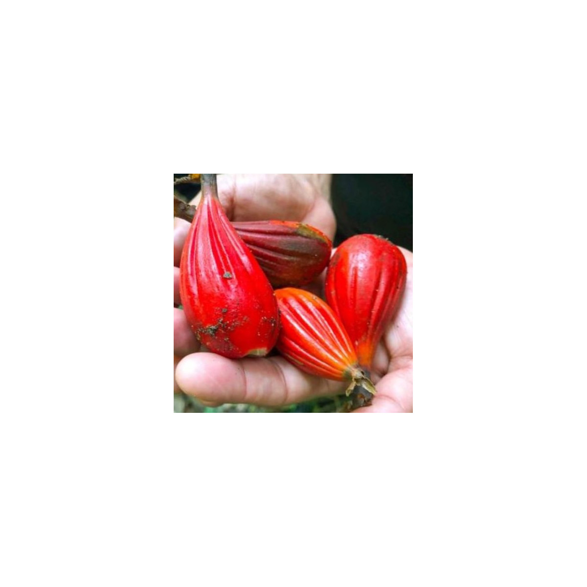 Aframom Rýhovaný - Aframomum sulcatum - semena aframomu - 5 ks