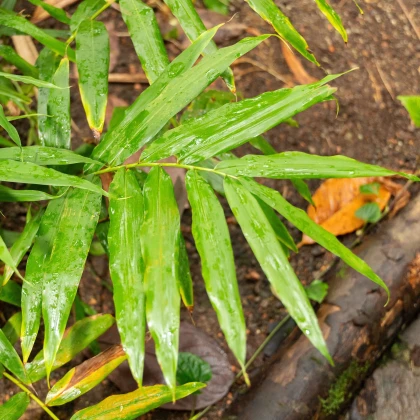 Aframom Rýhovaný - Aframomum sulcatum - semena aframomu - 5 ks