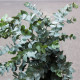 Eukalyptus Gunni - Blahovičník Gunnův - Eucalyptus gunni - semena eukalyptu - 10 ks