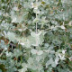 Eukalyptus Gunni - Blahovičník Gunnův - Eucalyptus gunni - semena eukalyptu - 10 ks