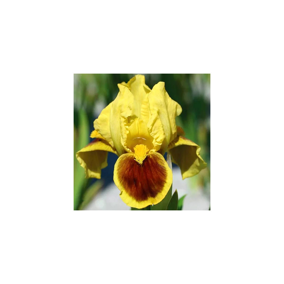 Kosatec nízký Ritz - Iris pumila - hlízy kosatce - 1 ks