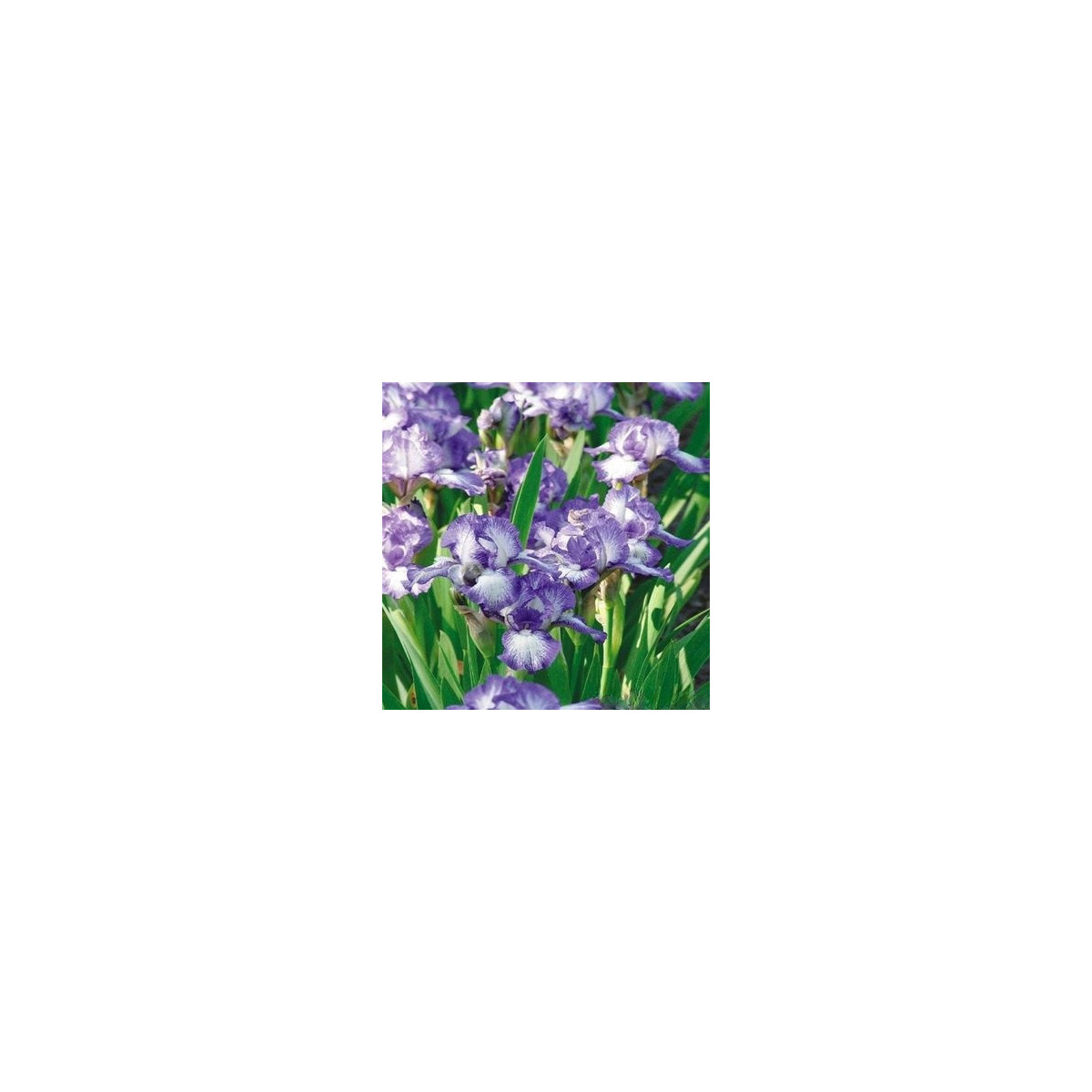 Kosatec nízký Petit Polka - Iris pumila - hlízy kosatce - 1 ks