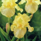 Kosatec německý Maui Moonlight - Iris germanica - hlízy kosatce - 1 ks