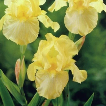 Kosatec německý Maui Moonlight - Iris germanica - hlízy kosatce - 1 ks