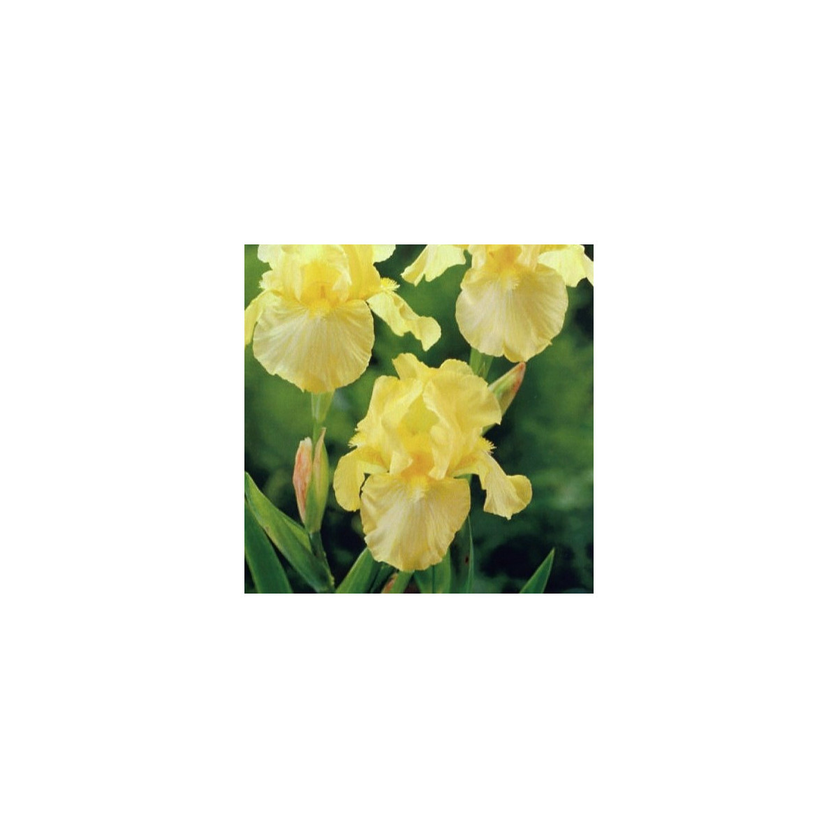 Kosatec německý Maui Moonlight - Iris germanica - hlízy kosatce - 1 ks