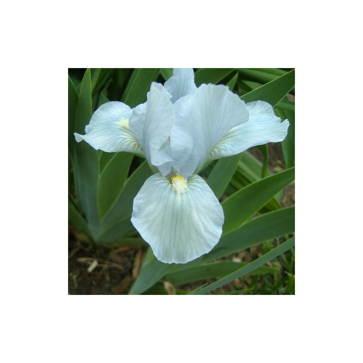 Kosatec nízký Truly - Iris pumila - hlízy kosatce - 1 ks