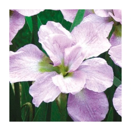 Kosatec sibiřský Kita-No-Seiza - Iris sibirica - hlízy kosatce - 1 ks