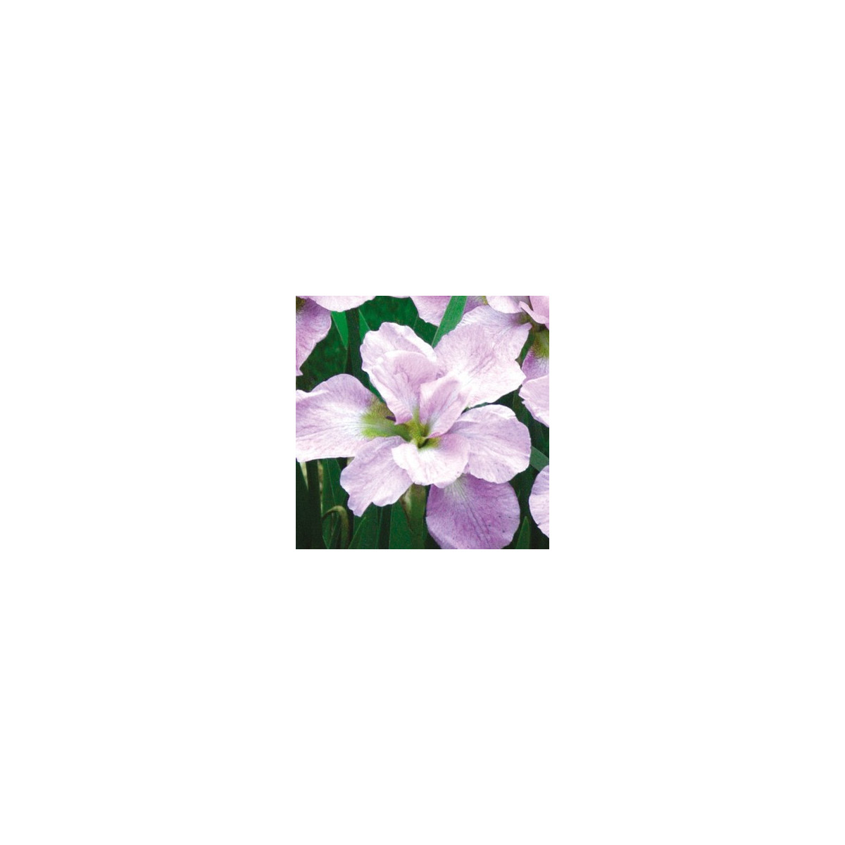 Kosatec sibiřský Kita-No-Seiza - Iris sibirica - hlízy kosatce - 1 ks