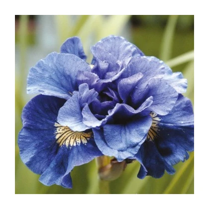 Kosatec sibiřský Concord Crush - Iris sibirica - hlízy kosatce - 1 ks