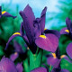 Kosatec holandský Purple Sensation - Iris hollandica - cibulky kosatce - 3 ks