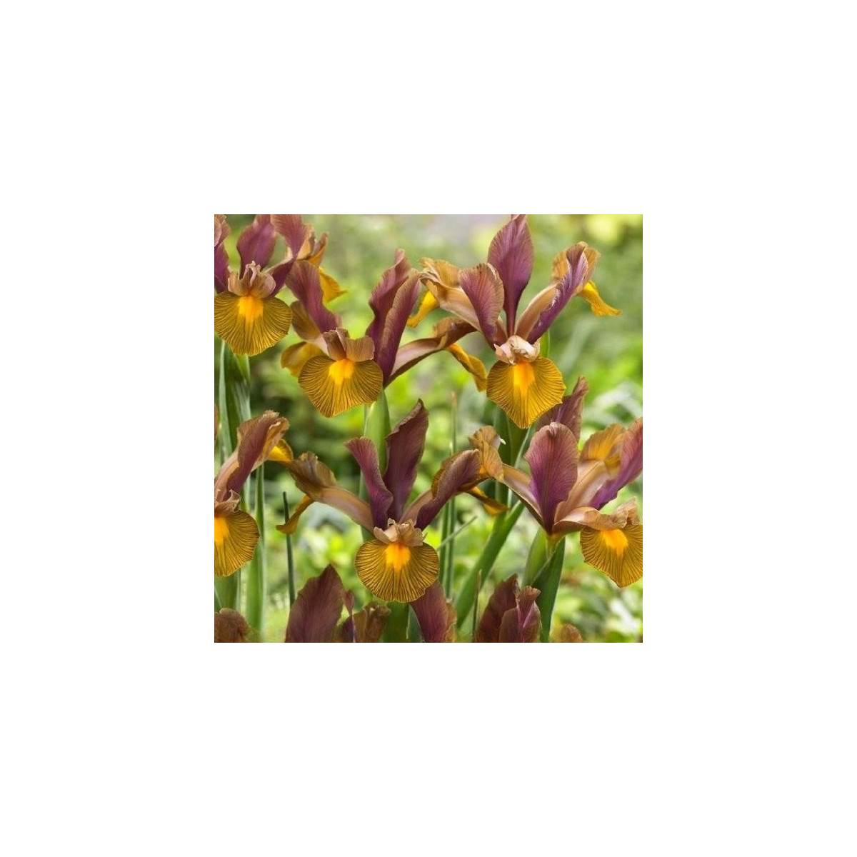 Kosatec holandský Lion King - Iris hollandica - cibulky kosatce - 3 ks