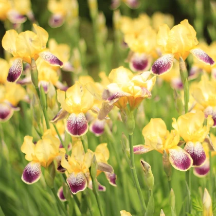 Kosatec německý Nibelungen - Iris germanica - hlízy kosatce - 1 ks