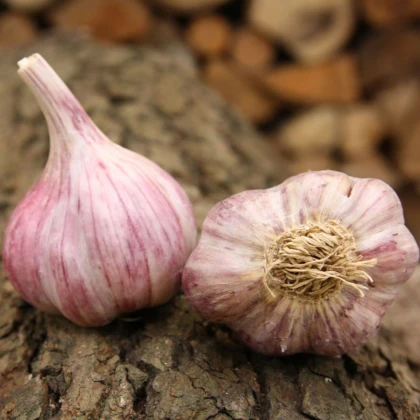 Sadbový česnek Skalka - Allium sativum - paličák - cibule česneku - 1 balení