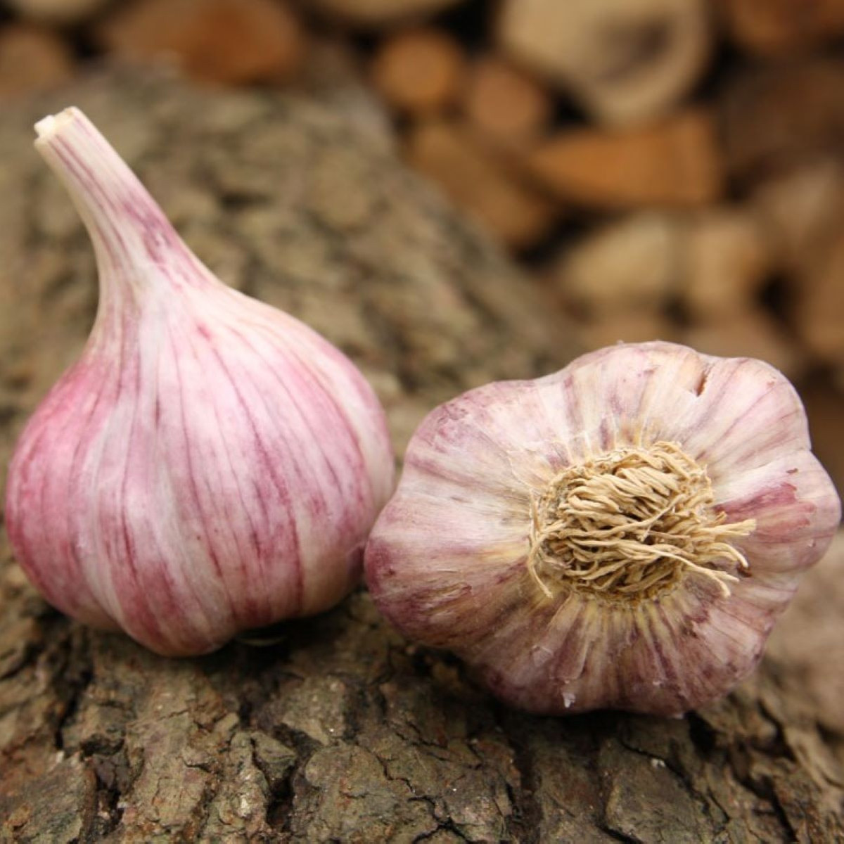 Sadbový česnek Skalka - Allium sativum - paličák - cibule česneku - 1 balení