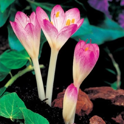 Ocún byzantium - Colchicum cilicium - hlízy ocúnu - 1 ks