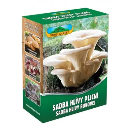 Hlíva plicní - Pleurotus pulmonarius - sadba - 250 ml