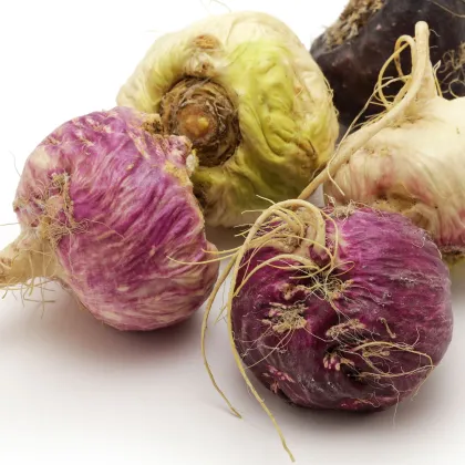 Ženšen peruánský fialový - Lila Maca - Lepidium - semena - 5 ks