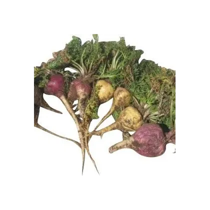 Ženšen peruánský fialový - Lila Maca - Lepidium - semena - 5 ks