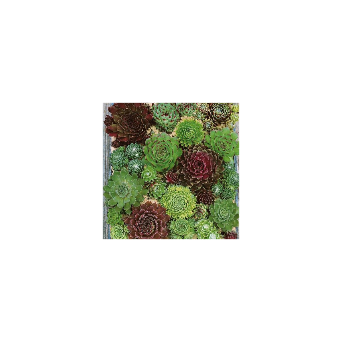 Netřesk - Skalní růže směs - Sempervivum hybridum - semena netřesku - 30 ks