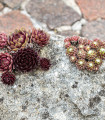 Netřesk - Skalní růže směs - Sempervivum hybridum - semena netřesku - 30 ks