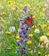 Směs květin - Zelená střecha a suchá místa - semena Kiepenkerl - 1 ks