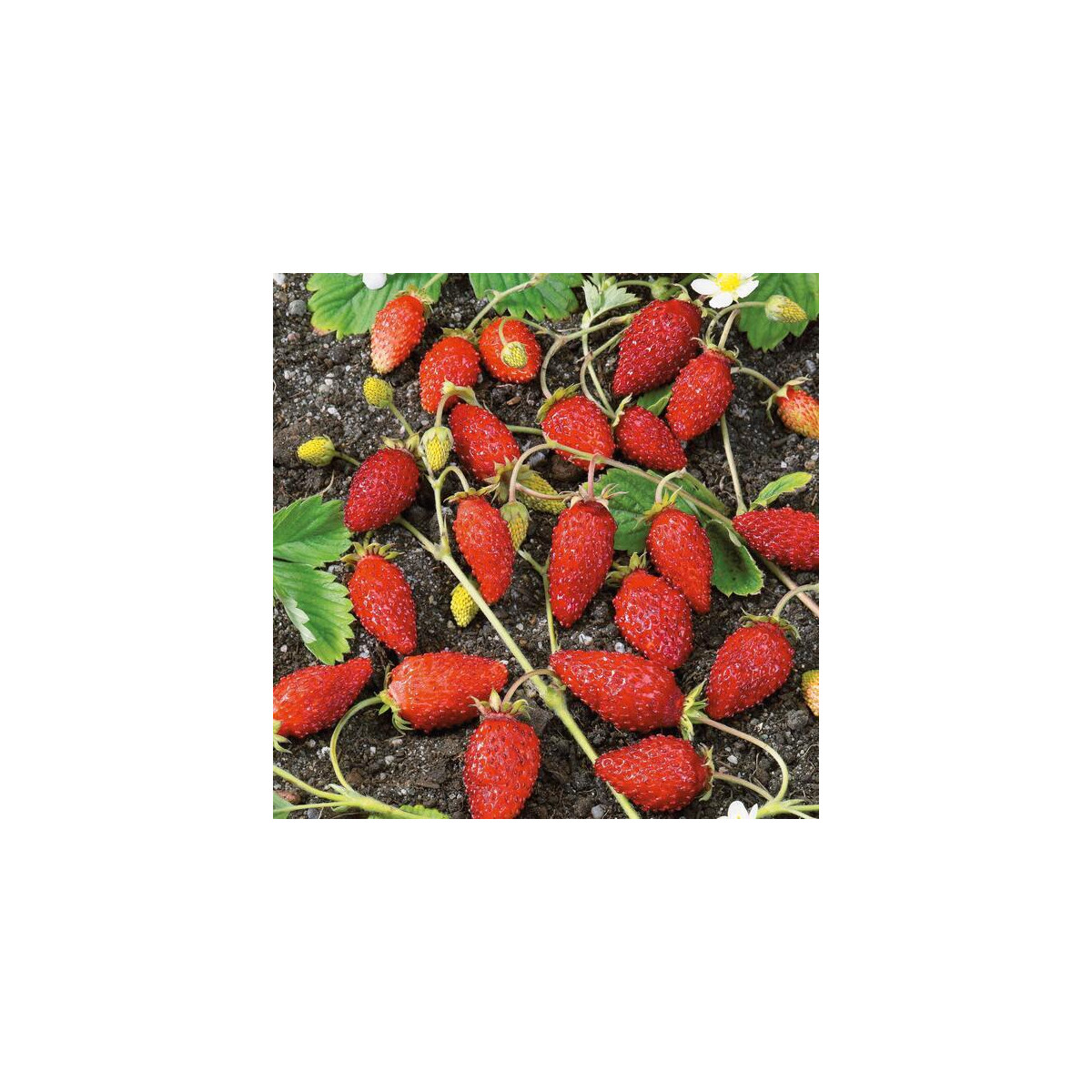 Jahodník alpský Baron von Solemacher - Fragaria vesca - semena jahodníku - 15 ks