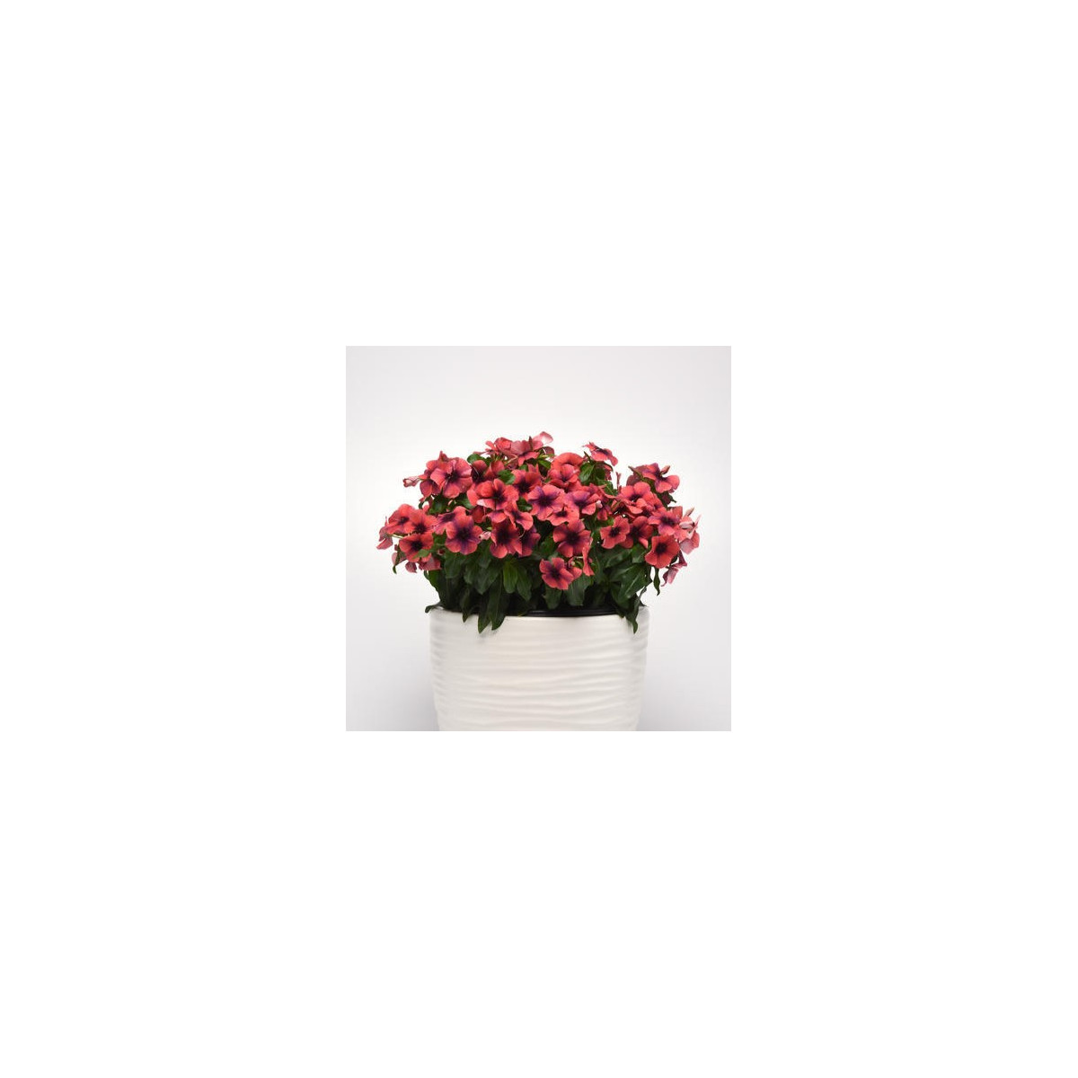 Barvínek Tatoo Papaya - Catharanthus roseus - semena barvínku - 30 ks