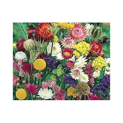 Letničky k sušení - semena letniček - směs letniček - 0,9 g