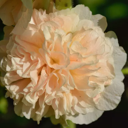 Topolovka Chaters Apricot - Alcea rosea - semena topolovky - 8 ks