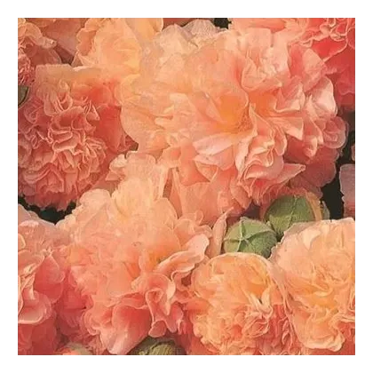 Topolovka Chaters Apricot - Alcea rosea - semena topolovky - 8 ks