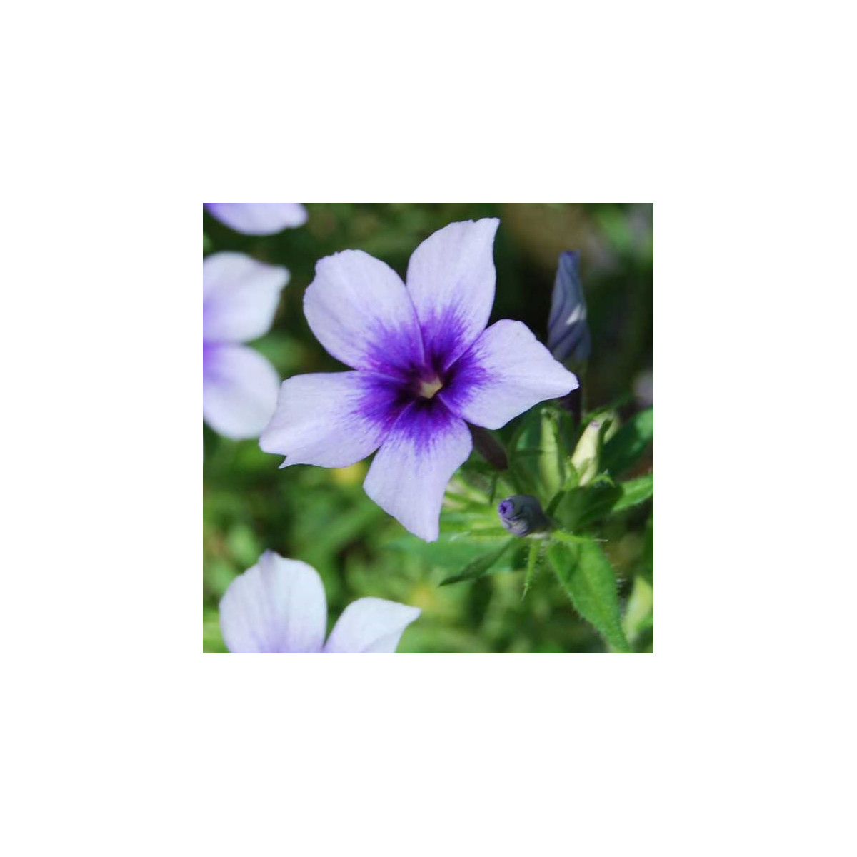 Plaménka Dolly F1 Sky Blue - Phlox drummondii - semena plaménky - 50 ks