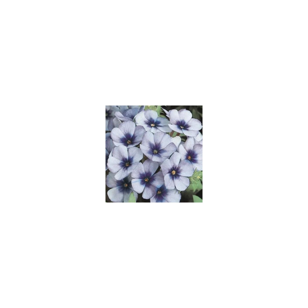 Plaménka Dolly F1 Sky Blue - Phlox drummondii - semena plaménky - 50 ks