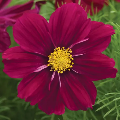 Krásenka Sonata Purple Shades - Cosmos bipinnatus - semena krásenky - 15 ks