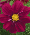 Krásenka Sonata Purple Shades - Cosmos bipinnatus - semena krásenky - 15 ks