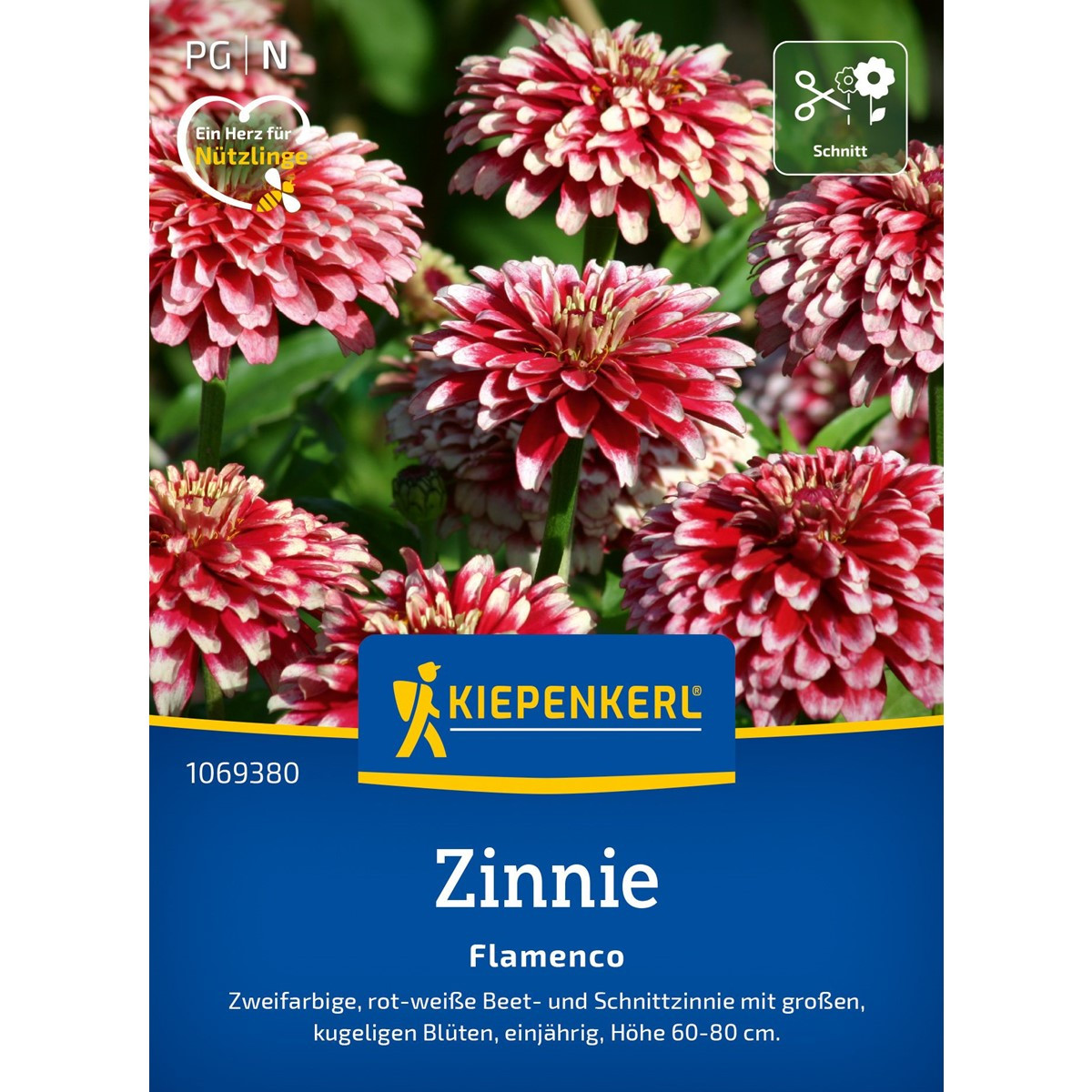 Ostálka Flamenco - Zinnia elegans - semena ostálky - 50 ks