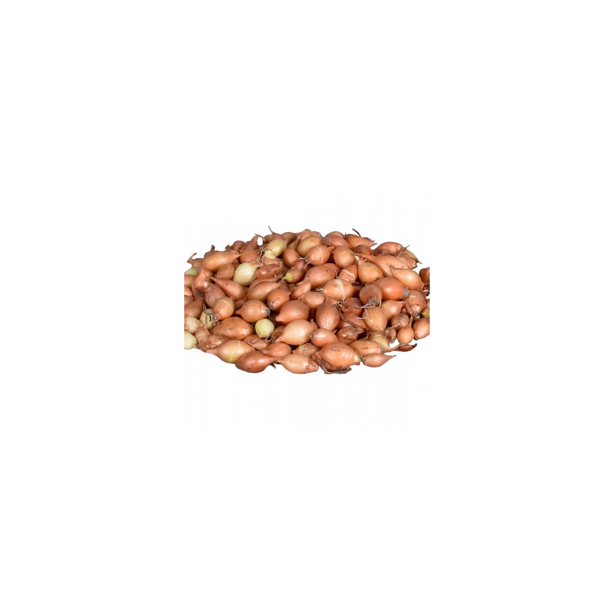 Cibule sazečka Hercules - Allium cepa - cibulky - 250 g