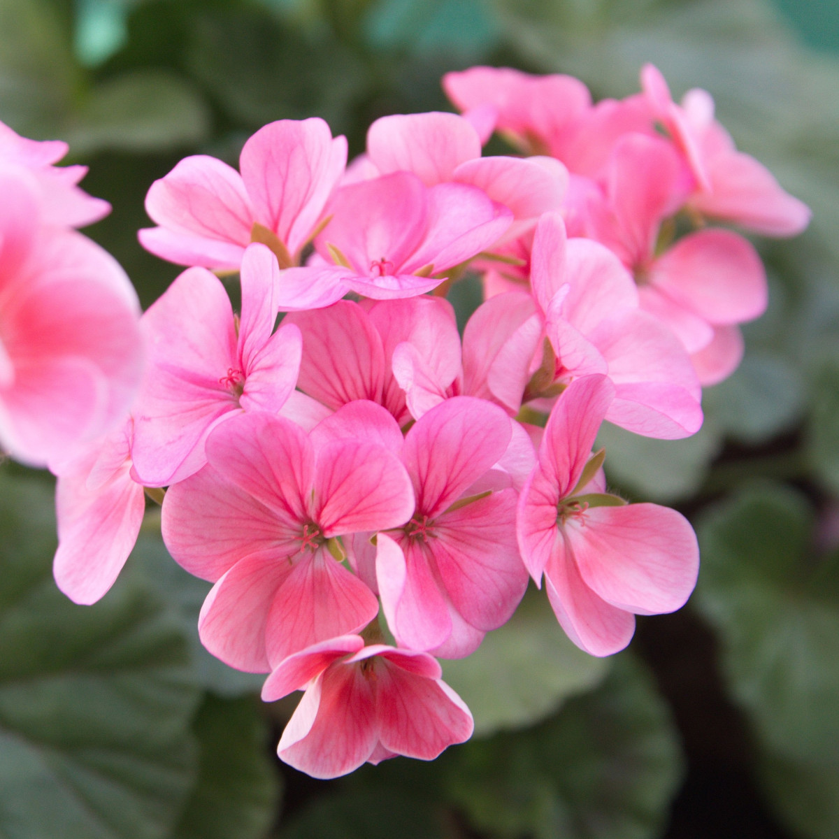 Muškát páskatý Jarka F1 - Pelargonium zonale - semena muškátu - 6 ks