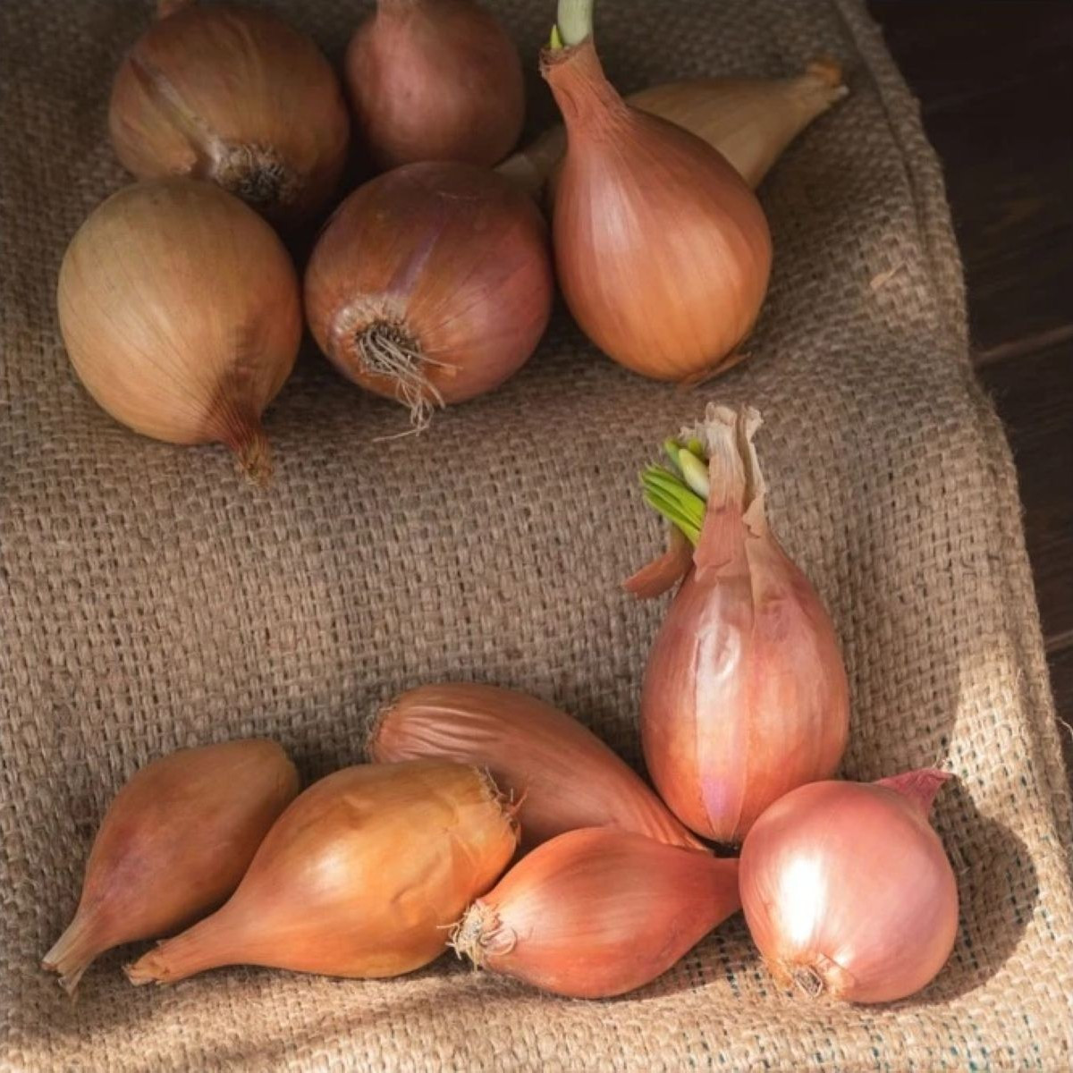 Cibule sazečka Birnformige - Allium cepa - cibulky - 500 g