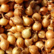 Cibule sazečka Sturon - Allium cepa - cibulky - 250 g