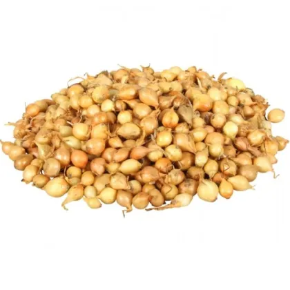 Cibule sazečka Štutgart - Allium cepa - cibulky - 250 g