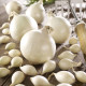 Cibule sazečka Snowball - Allium cepa - cibulky - 500 g