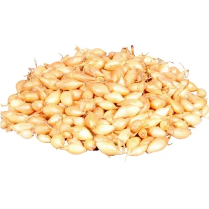Cibule sazečka ozimá Shakespeare - Allium cepa - cibulky - 500 g