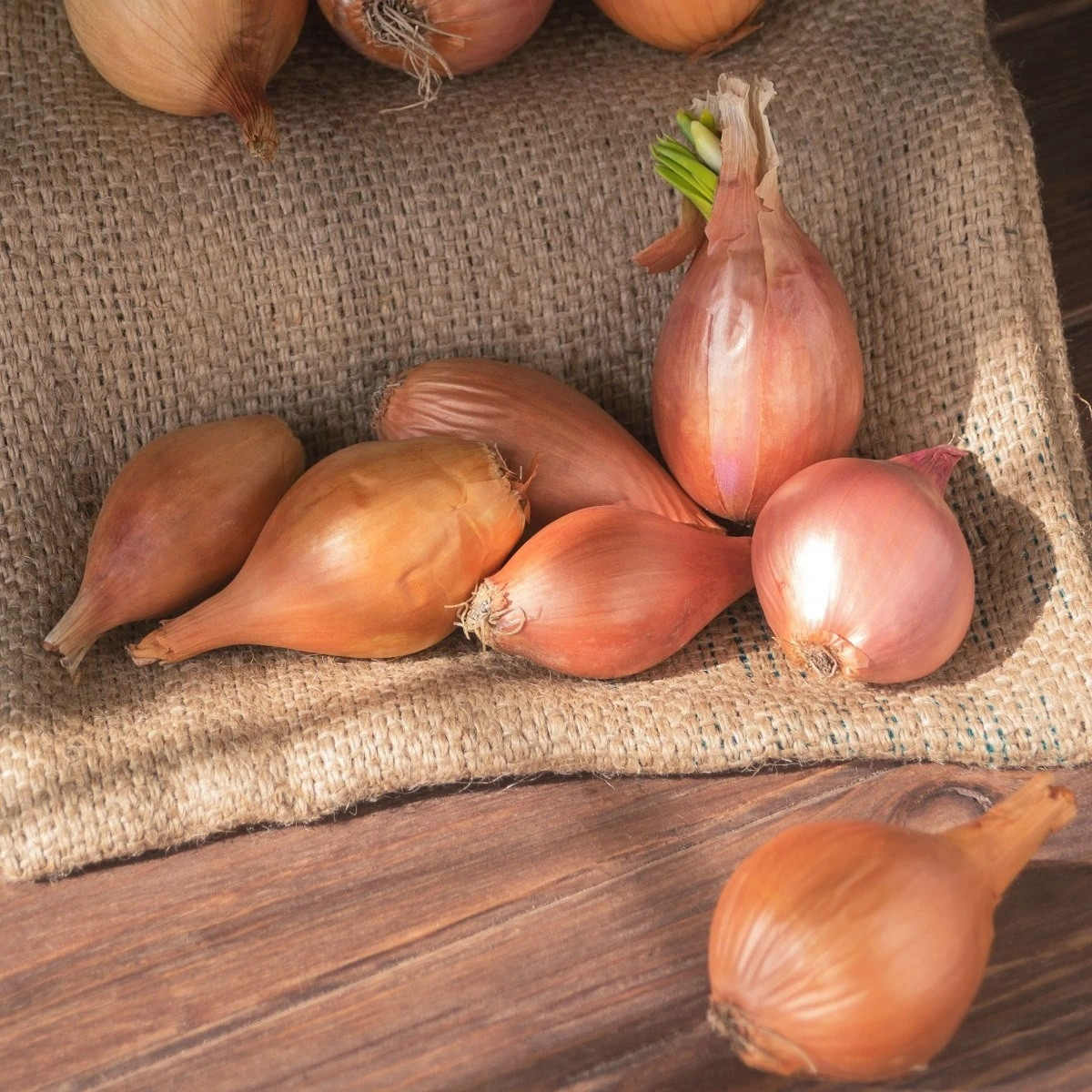 Cibule sazečka ozimá Shakespeare - Allium cepa - cibulky - 500 g