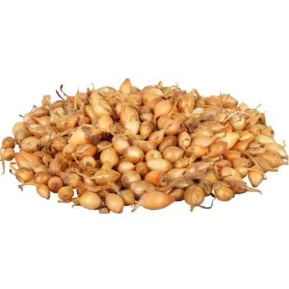 Cibule sazečka Všetana - Allium cepa - cibulky - 250 g