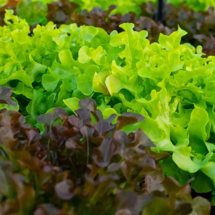 Batavia salát duo Florine & Rossia - výsevný pásek - Kiepenkerl - 1 ks