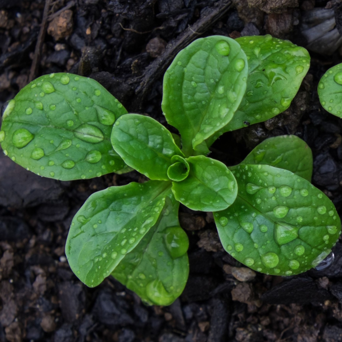 Salát Miro - výsevný pásek - Kiepenkerl  - 1 ks