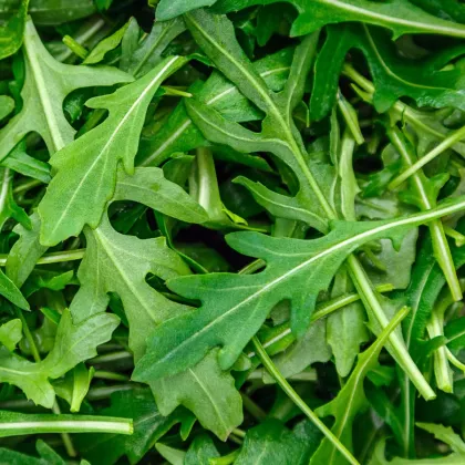 Rukola trio Wildfire, Astra a Ruca - výsevný pásek - 1 ks