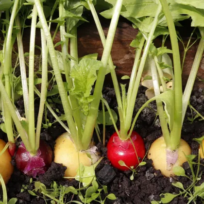 Směs ředkviček Easter Egg - výsevný pásek - 1 ks