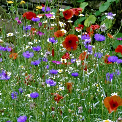 Květinová směs hmyzí louka - výsevný koberec - 15x150 cm - 1 ks